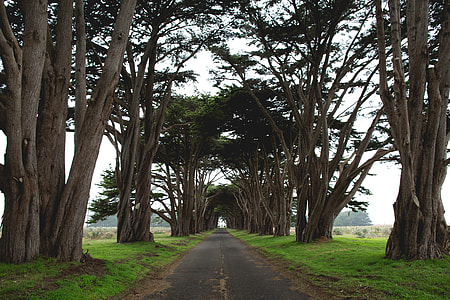 concrete road between trees during daytome thumbnail