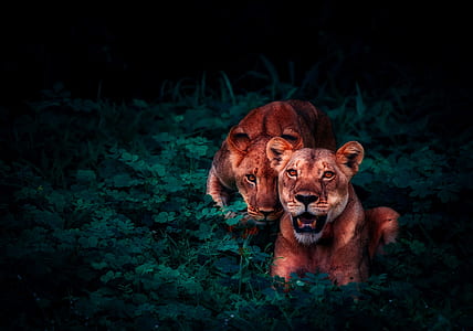 selective focus photography of two lions thumbnail