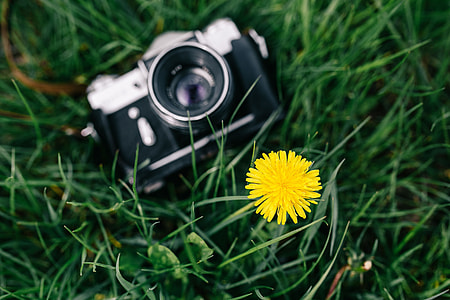 Woman with vintage camera in the field of blooming rapes thumbnail