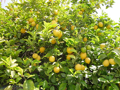 yellow fruits and green leaves thumbnail
