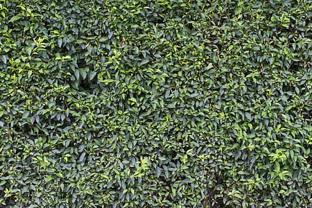 green leafed plants in close-up photography thumbnail