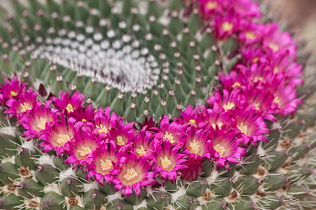 purple flowers on cactus thumbnail
