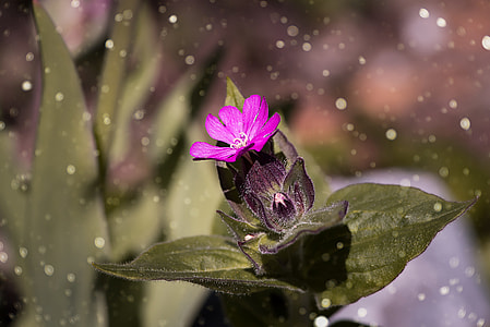 pink petaled flower selective-focus photography thumbnail