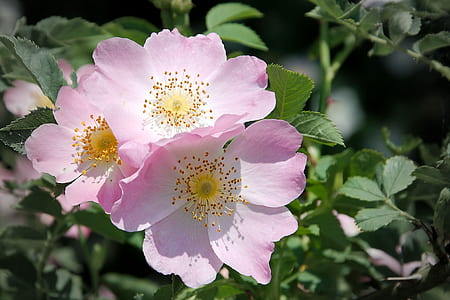pink and white flowers thumbnail
