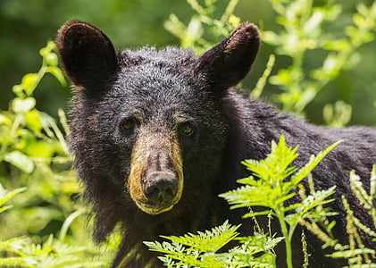black bear selective focus photography thumbnail