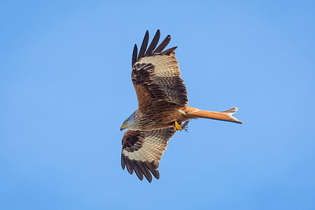 closeup photo of flying brown eagle thumbnail