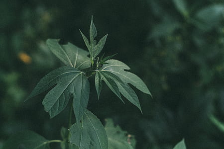 shallow focus photography of green leafed plant thumbnail