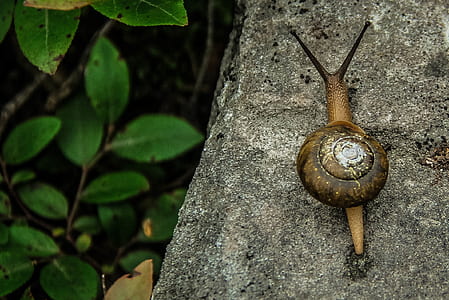 brown snail on gray rock near plants thumbnail