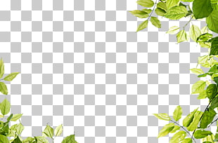 Leaf , Green leaves frame , low angle photo of green tree PNG clipart
