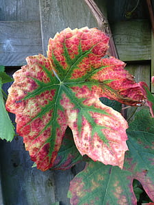 close-up photo of red and green leaf thumbnail