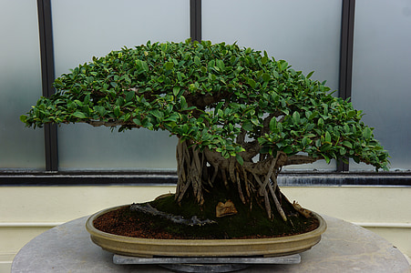 bonsai plant on the top of the table thumbnail