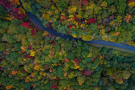 bird's eyeview of trees thumbnail