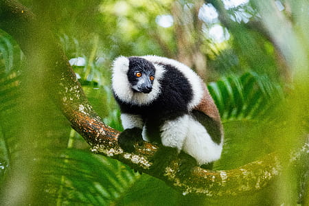 Black, Brown, and White Animal on Tree thumbnail