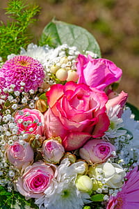 pink and white flowers thumbnail