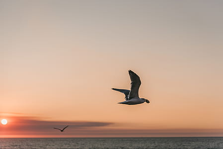 gray bird flying above sea thumbnail