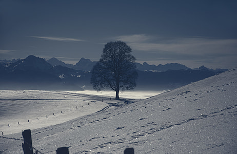 mountain covered by snow near tree thumbnail