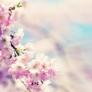 selective photography of pink and white petaled flowers thumbnail