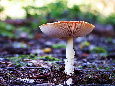 selective focus photography of red and white mushroom thumbnail