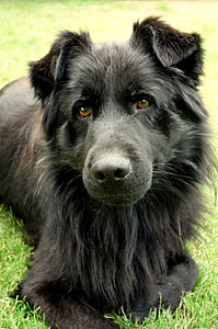 long-coated black dog on field thumbnail