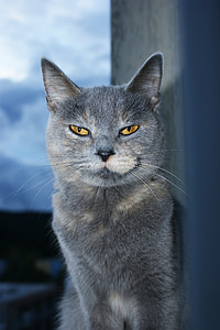 russian blue in shallow focus photography thumbnail