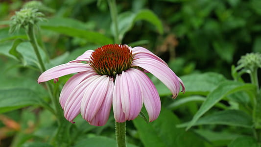 Pink coneflower flower in bloom. thumbnail