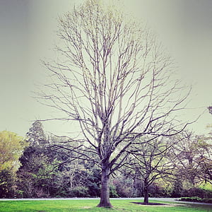 gray bare tree thumbnail