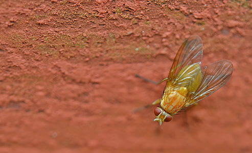 closeup photo of yellow fly thumbnail