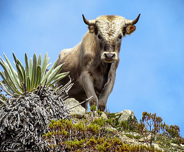 ox on top of cliff thumbnail