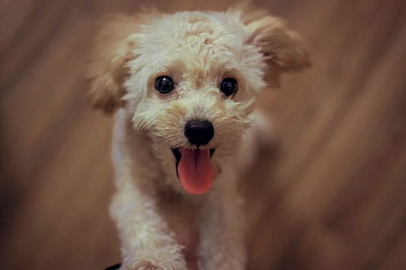 Cream Toy Poodle thumbnail