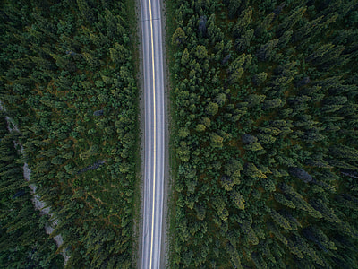 gray asphalt road surrounded by green leafed trees thumbnail