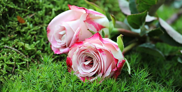 close up photography of pink roses thumbnail