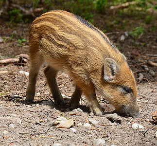 brown piglet walking on ground thumbnail