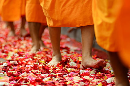 person walking on flower petals thumbnail
