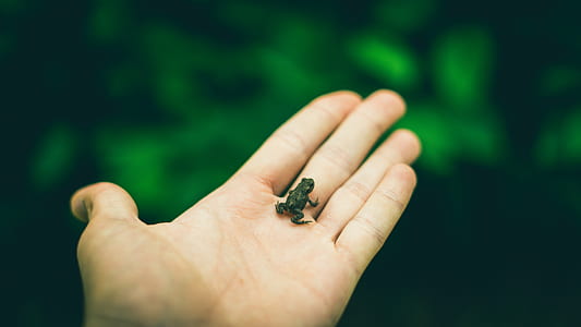 person holding frog thumbnail