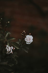tilt shift lens photo of white rose thumbnail
