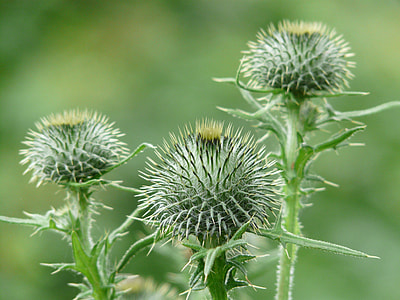 Off Thistle, Carduus Acanthoides thumbnail