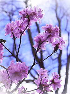 selective focus photography of purple petaled flower thumbnail