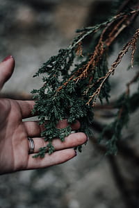 person touching green leaf in tilt shift lens photography thumbnail