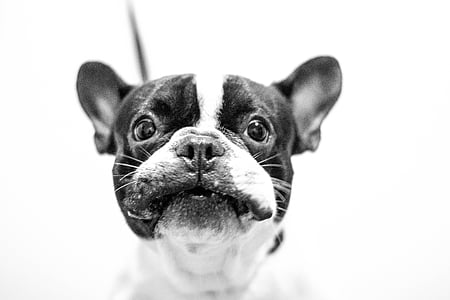 grayscale photography of French bulldog thumbnail