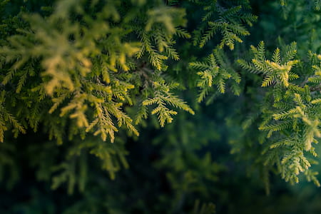 Green Tree Macro Photography thumbnail