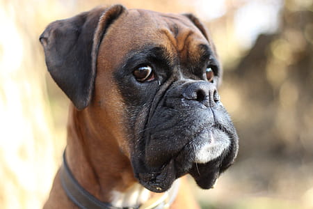 close-up photo of brown and black boxer thumbnail