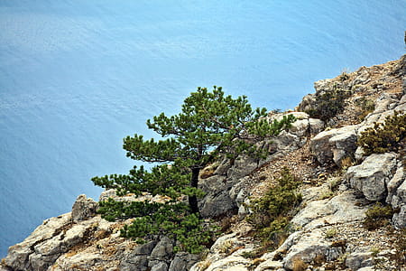 Pine tree on a rock thumbnail