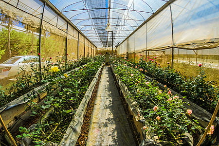 Fish Eye Photography of Gardens thumbnail
