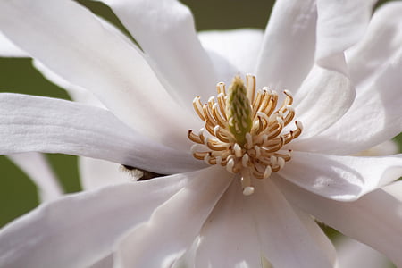 white star magnolia flower in macro photography thumbnail