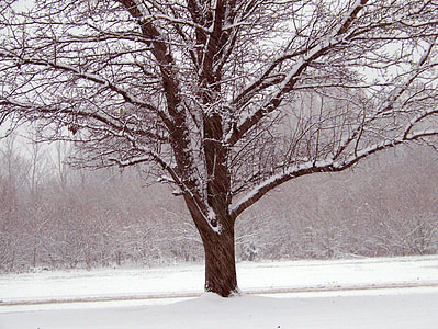snow covered bare tree thumbnail