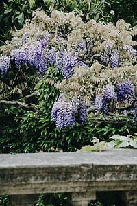 purple leafed plant thumbnail
