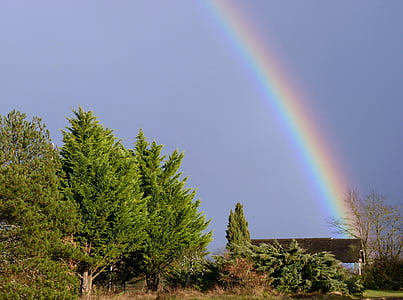 green leafed trees under rainbow thumbnail