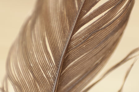 brown feather thumbnail
