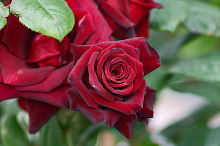 close-up photography of red rose flowers thumbnail