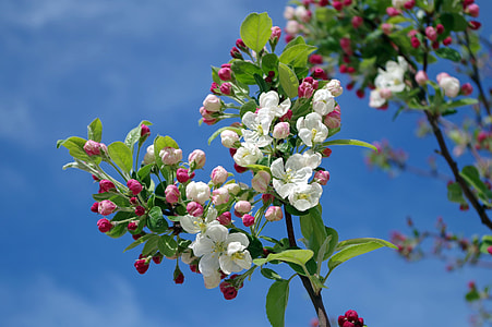 white and pink apple blossoms thumbnail